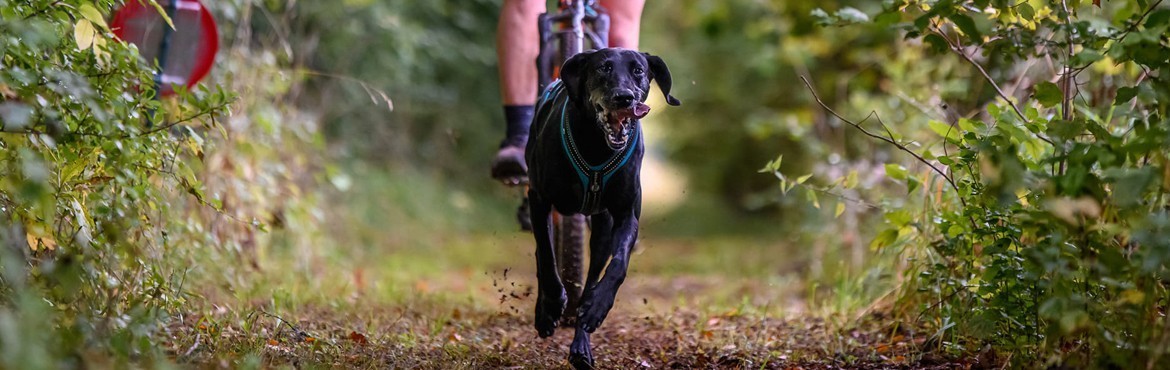 Equipement de CaniVTT | Basicdog.ch - Spécialiste équipement Canicross