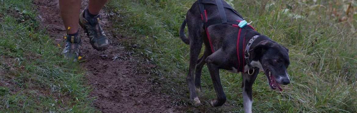 Canimarche & Canirando - trouve ton équipement |  Basicdog.ch - spécialiste matériel canicross