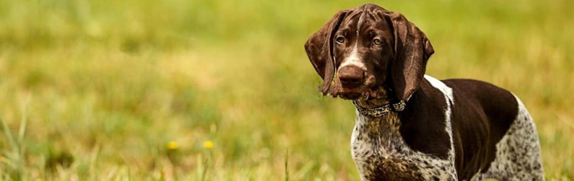 Alles für den Hundealltag eines Canicross Hundes | Basicdog.ch